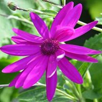 TheOldMoat's tweet photo. Be kind to each other during #MentalHealthAwarenessWeek.

Plants and gardens do wonders for our mental health and wellbeing. Please share these images from the Old Moat site with your friends and loved ones to help ease their anxiety and provide respite. #mychelseagarden. https://t.co/Q2dZwo4Hlv