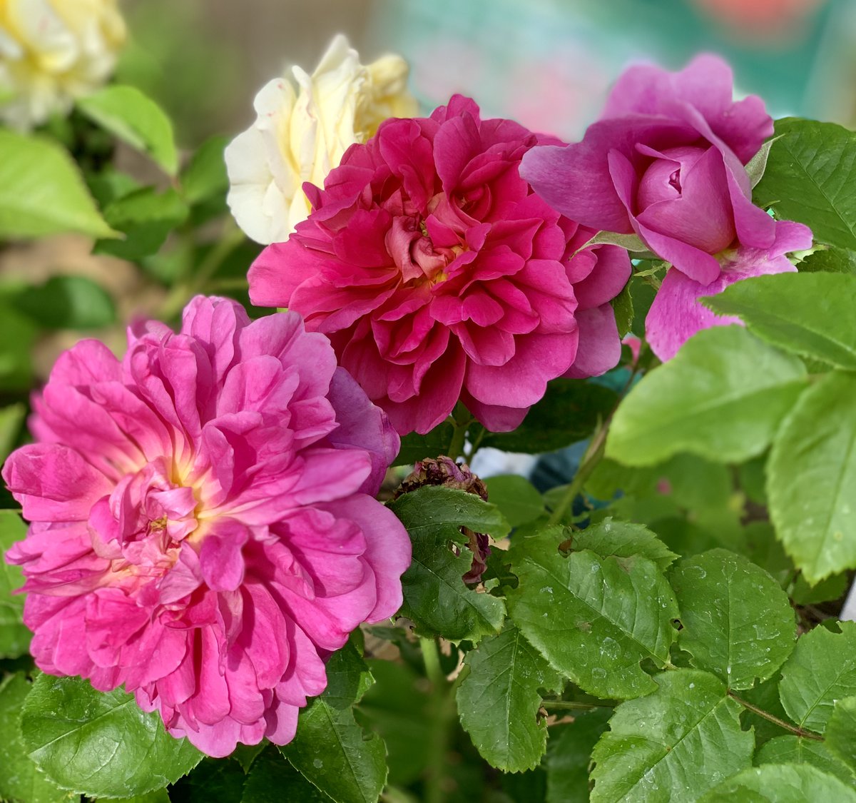 Be kind to each other during #MentalHealthAwarenessWeek.

Plants and gardens do wonders for our mental health and wellbeing. Please share these images from the Old Moat site with your friends and loved ones to help ease their anxiety and provide respite. #mychelseagarden.