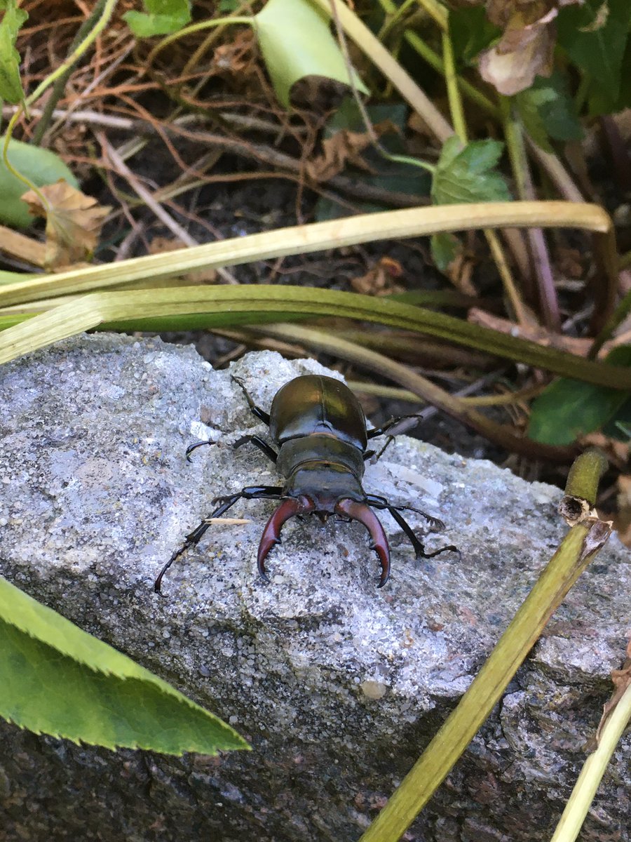 Dr Erica McAlister tweet media