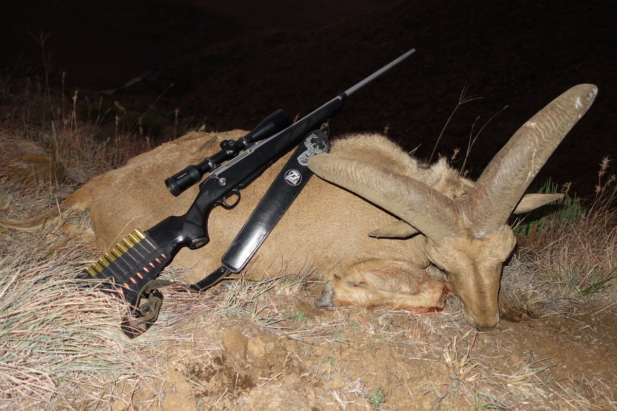 This week on Outdoor Quest TV on <a href="/sportsmancanada/">Sportsman Channel Canada</a> we are hunting Barbary sheep...free -range on the Eastern Cape. <a href="/tikkacanada/">TIKKA CANADA</a> <a href="/TeamHornady/">Hornady</a>