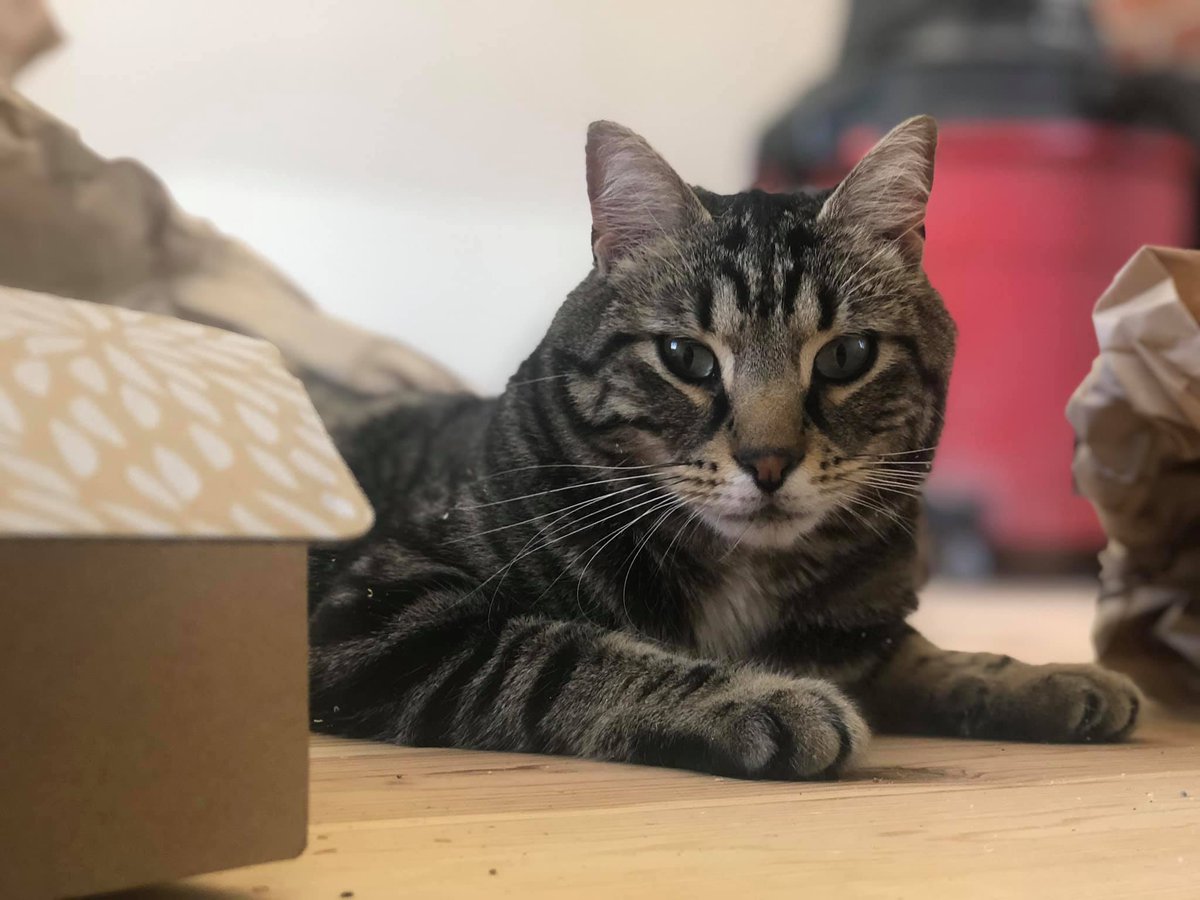 bolduc_jon's tweet image. We had to say goodbye to Harrison last night. Harri, I hope the night you find yourself in is dark, endless, full of stars and pleasant places to nap. I hope you spend your days lounging in the brightest, warmest spots you can find.