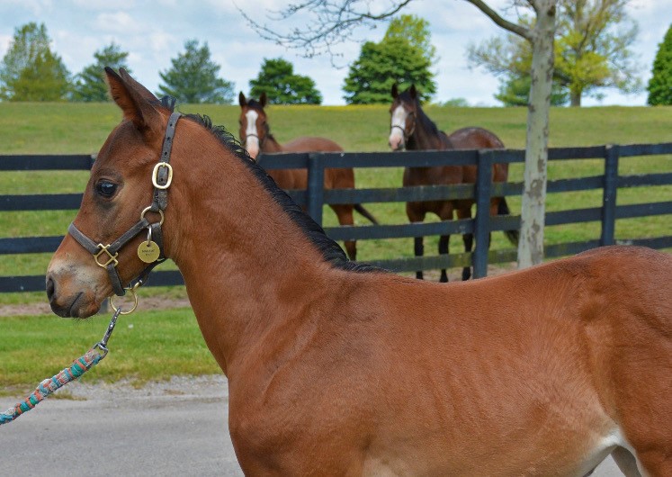 Gainesway's tweet photo. Photobomb 📸💣 Alert!
@LNJFoxwoods COVFEFE and FANCY DRESS PARTY want in on this Karakontie filly's photoshoot. 😜 https://t.co/dy8DLZdCdp