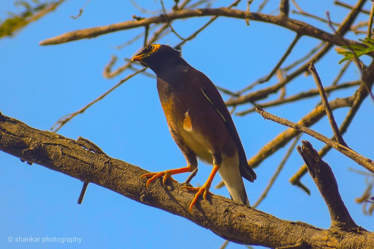 Indian myna #birdwatching #birdphotography #birds #coimbatorephotographer #coimbatore #nikonphotography #wildtamilnadu_official #naturephotography #natureinfocus #nifhive  
#birdsofinstagram #bird_lovers #birdlife #birdspic #birding #travel #nature #animals #conservation