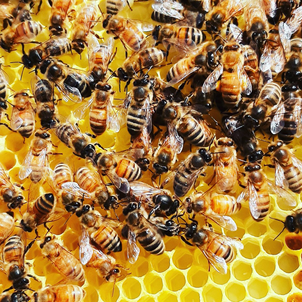 BeezKneezHoneyz's tweet photo. Happy queens make happy hives, happy hives make delicious honey. We hope everyone is safe and healthy. Bee happy busy bees. πππ― #beeexcellent #beethebeezkneez #BeezKneezHoneyz https://t.co/aCZGZwxMi3