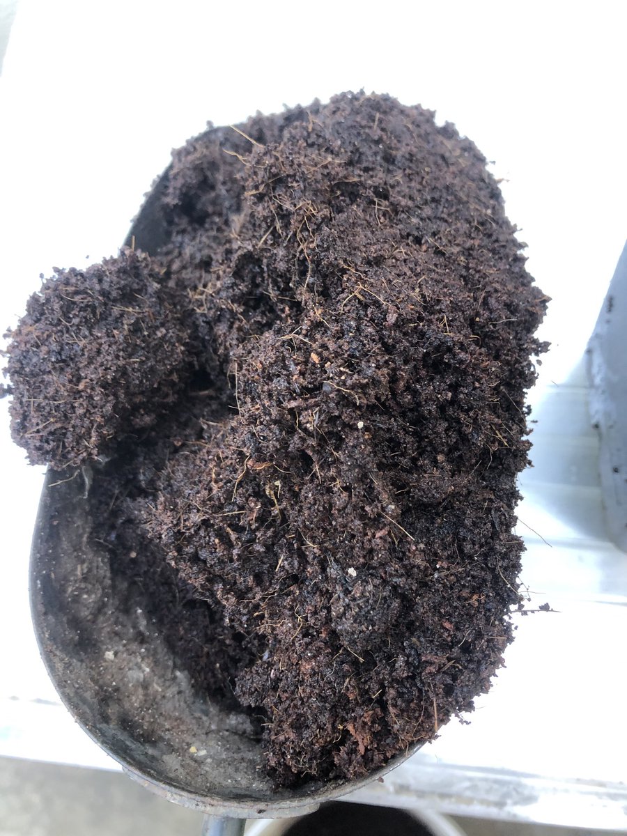 BiogasUK's tweet photo. First photo: peat based compost. Second photo: Coir and (mainly) liquid digestate. Third photo: the tomato trial, highly unscientific. Digestate fibre should be prized as a peat replacement, since peat use produces large CO2 emissions. #digestate #usewaste #foodwaste https://t.co/zTOqyUQyTM