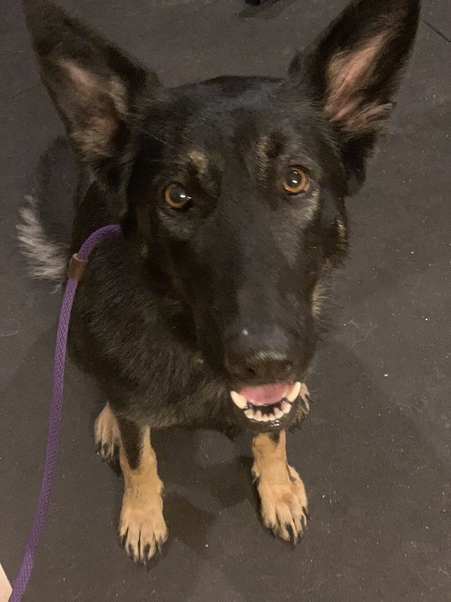 Jevry - K9 Command tweet media