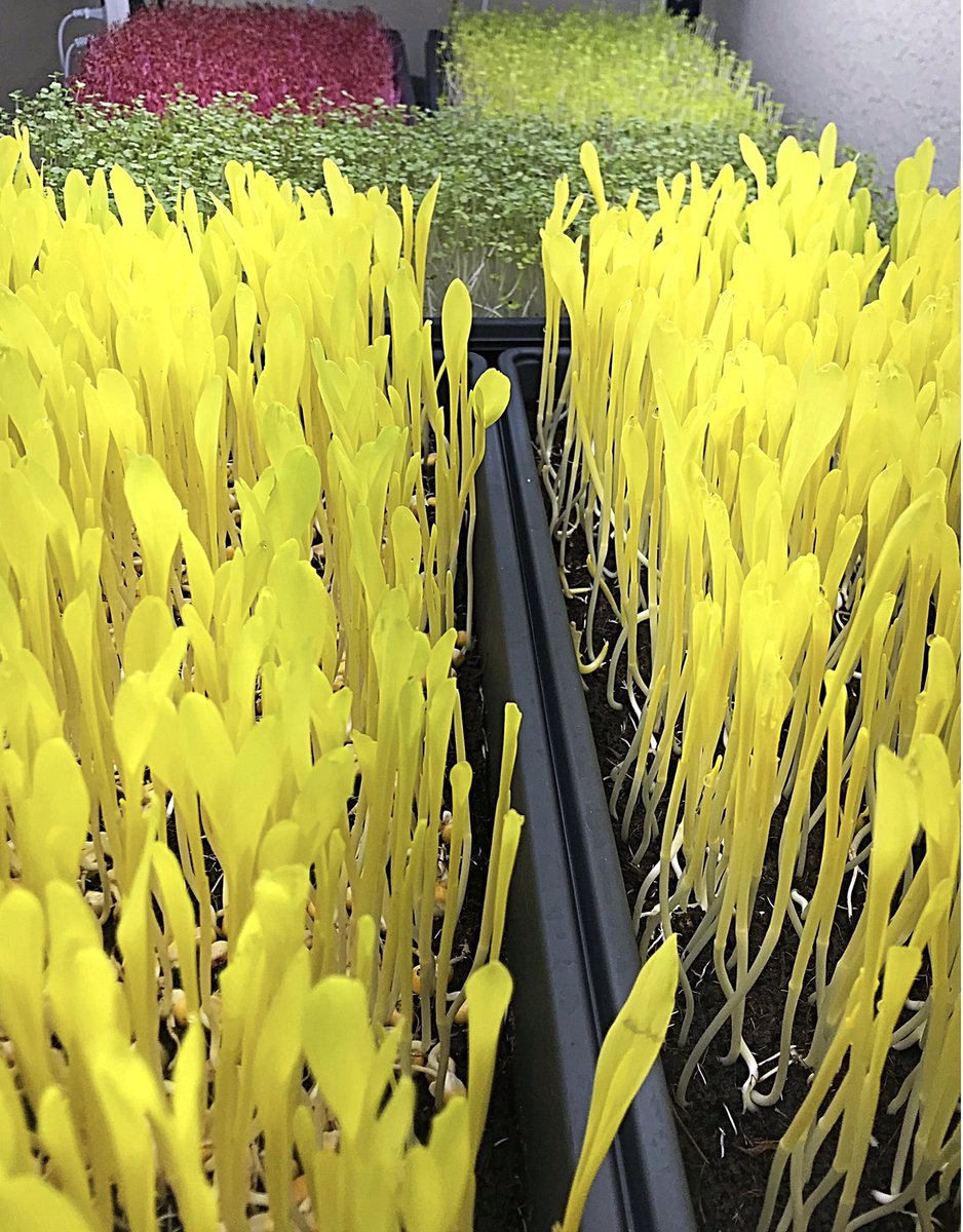 GameTimeGreens's tweet photo. Almost harvest day on these beauties.😍We can’t wait to blend these flavors into our fruit smoothies.🌱 Visit https://t.co/iydQaNCY3F to learn more ! 
#GameTimeGreens #RootofAllFuel #microgreens #health #healthyfood #healthylifestyle #eatgoodfeelgood #youarewhatyoueat https://t.co/lvRtxldt2z