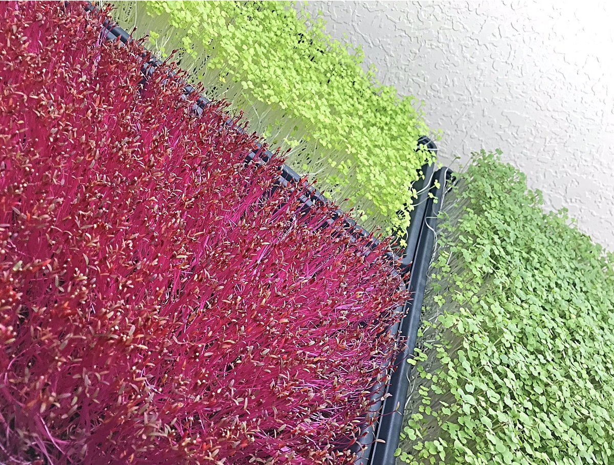 GameTimeGreens's tweet photo. Almost harvest day on these beauties.😍We can’t wait to blend these flavors into our fruit smoothies.🌱 Visit https://t.co/iydQaNCY3F to learn more ! 
#GameTimeGreens #RootofAllFuel #microgreens #health #healthyfood #healthylifestyle #eatgoodfeelgood #youarewhatyoueat https://t.co/lvRtxldt2z