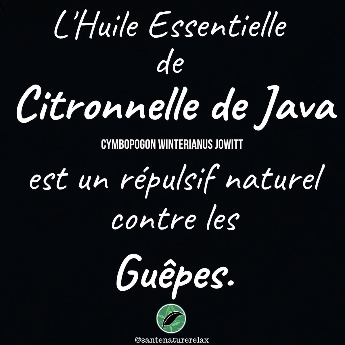 SanteNatRelax's tweet photo. L’ huile essentielle de Citronnelle de java (Cymbopogon winterianus Jowitt) est un répulsif naturel contre les guêpes.
-
-
#huileessentielle #Citronnelle #java #citron #Citronnellejava #Citronnelledejava #repulsif #naturel #guepe #piqure #CymbopogonwinterianusJowitt #Cymbopogon https://t.co/ewhcJmVXZ3