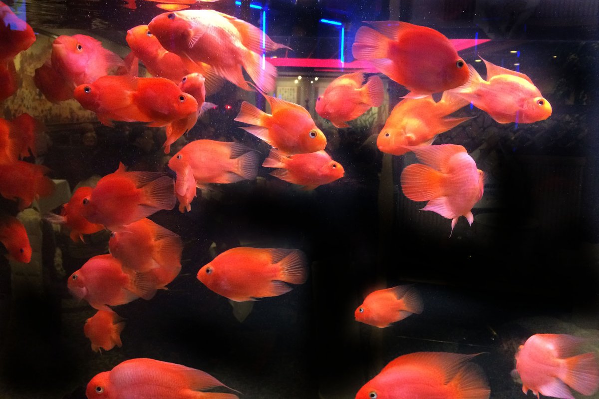 Chengdu23's tweet photo. Our Parrot fish (from the cichlid family) sure do miss all the people entertainment. They keep busy watching all the takeout orders making their way to the front door for your contactless pickup. Thank you for your support! #SichuanFood #chinesefood #hotandspicy #WayneNJ https://t.co/ukeWNORTvG