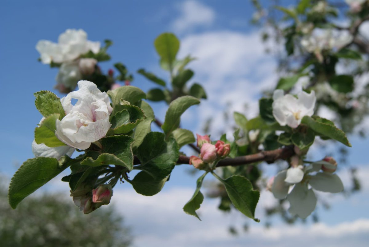 loebtau's tweet photo. #Frühling #natura #photography #blüte #spring #mai #blumen #Garten https://t.co/WKzjghp6p7