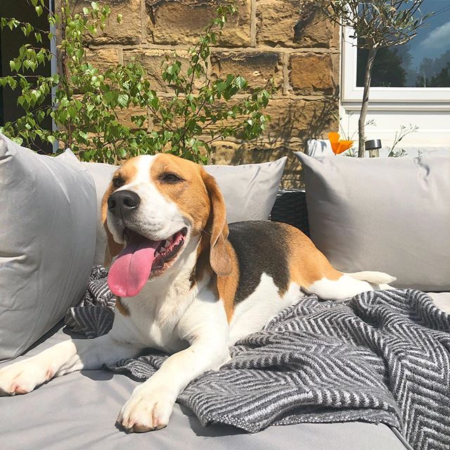 DarwinLeeds's tweet photo. Enjoyed the sunshine today ☀️
.
.
.
#darwinleeds #gardensofa #gardenfurniture #spoileddog #dogbed #dogsofa #lazy #lazydog #comfydog #pamperedpooch #spoileddog #lifeofadog #beagle #beaglelife #beaglefun #beaglecute…

📸 https://t.co/pPX1NYt6A3 via https://t.co/vQrUJWGINM https://t.co/eJ2j5pz5Gn