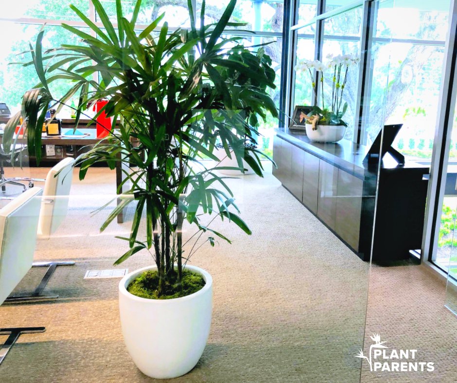 It's a lovely Lady Palm! 😍🌴 Palms can be finicky indoors, but this variety is one of the better behaved ones 💚 #plantsreducestress #plantscleantheair #powerofplants #plantsreduceanxiety #plantsareyourfriends #stayplanted #plantinplace #officedesign #plantsatwork #plantstyle