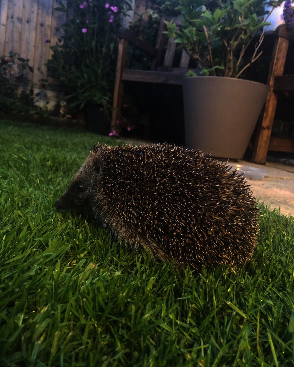 GOOD NEWS! After a 3 week stay with <a href="/HHPrestatyn/">Hedgehog Help Prestatyn</a> , the male hedgehog with the foot/leg injury was returned to the wild in our garden last night. Thanks to Tracy for treating him for worms and helping him to recover #hedgehog 🦔