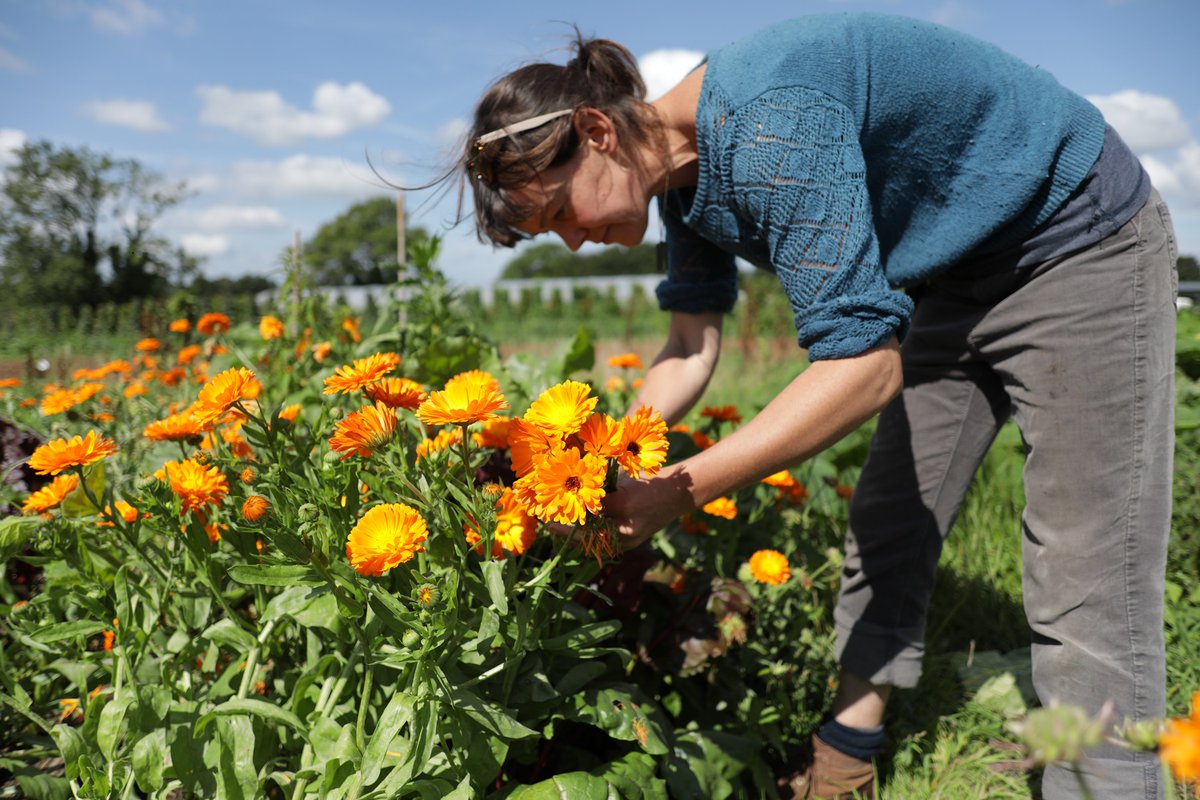 SoilAssociation's tweet image. 🐝💚 Today we’re celebrating #WorldBeeDay.

We owe so much to our furry friends, without them, most of our favourite foods wouldn’t exist! Here's some ideas for plants you can grow to make your garden, windowsill or community space more welcoming for them ow.ly/3xrE50zLDQm
