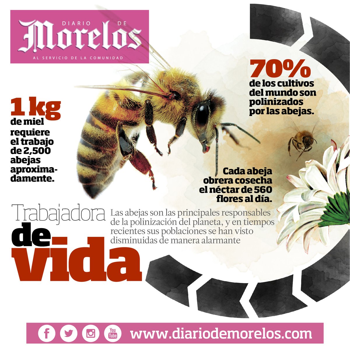 DiariodeMorelos tweet picture
