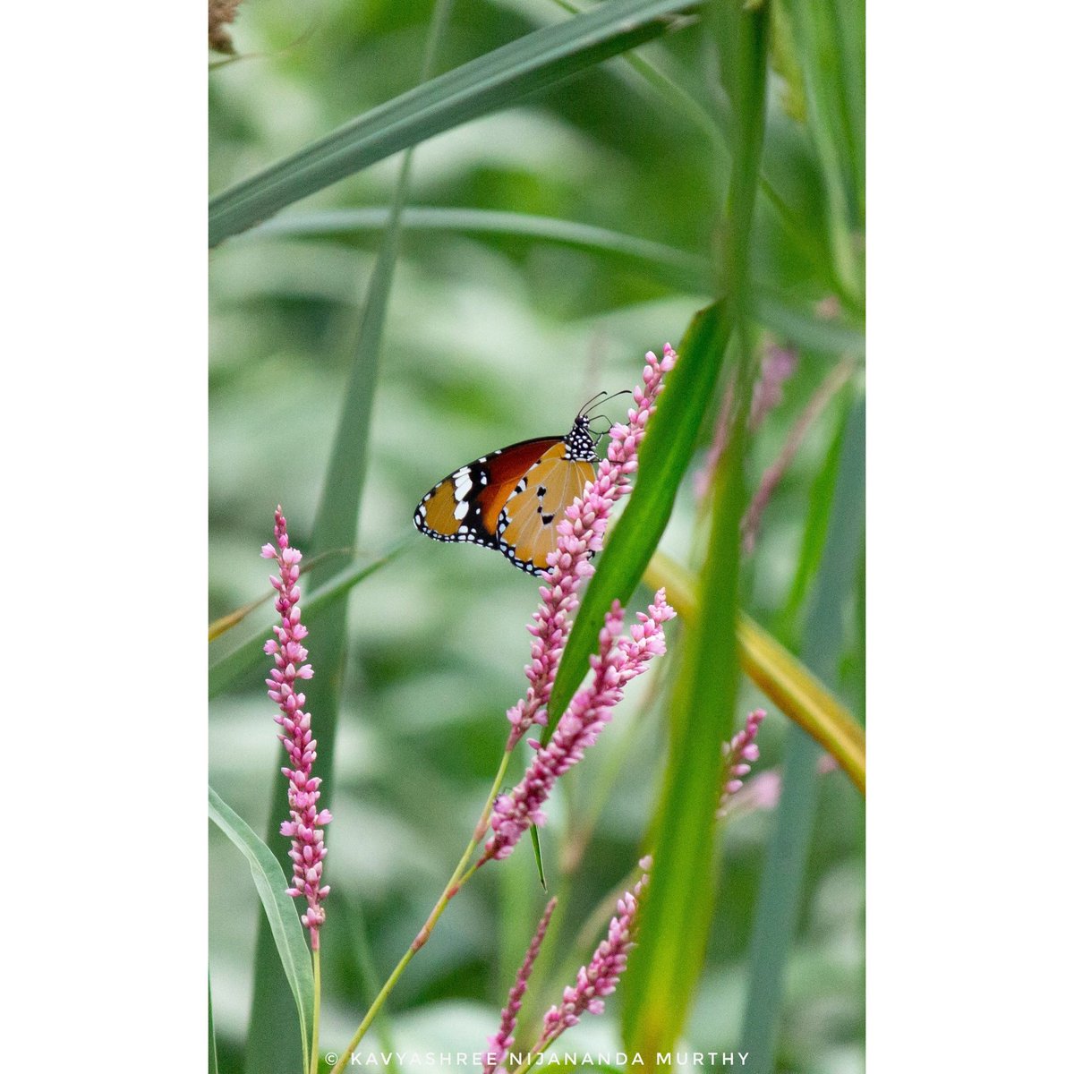 Plain tiger butterfly #naturephotography #naturelovers #butterfly #butterflylovers #nature #nature #butterfly_hdr 
#Picoftheday #Wildlife #wpa_ #world_photography_hub
#wildlifephotography #Kaavyagram
#wildlifelovers #catmankronicles
#yourshotphotography
#capturedoncanon