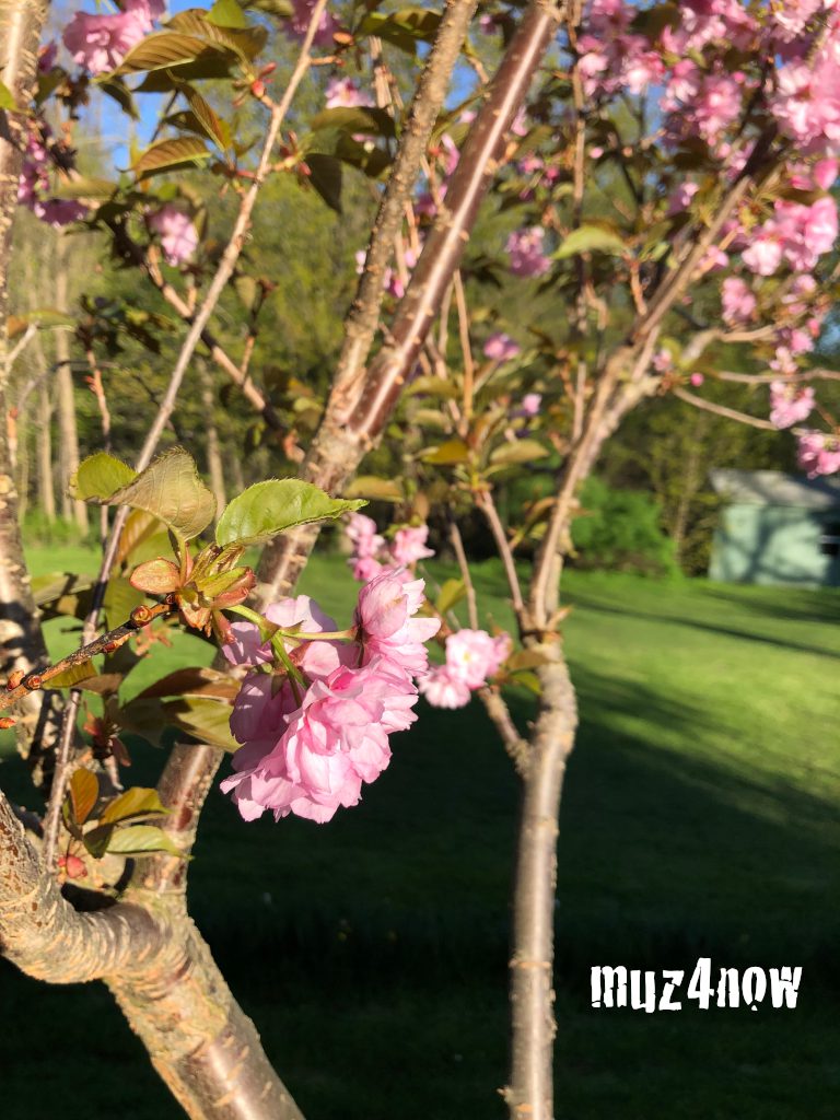 "Grow" - on #becoming our best selves - #change for the better  muz4now.com/2019/grow-beco… RT <a href="/muz4now/">Stan Stewart 🎶🎹🎵🔊🎤🎼🎧🪘🪕🎻🪗</a>