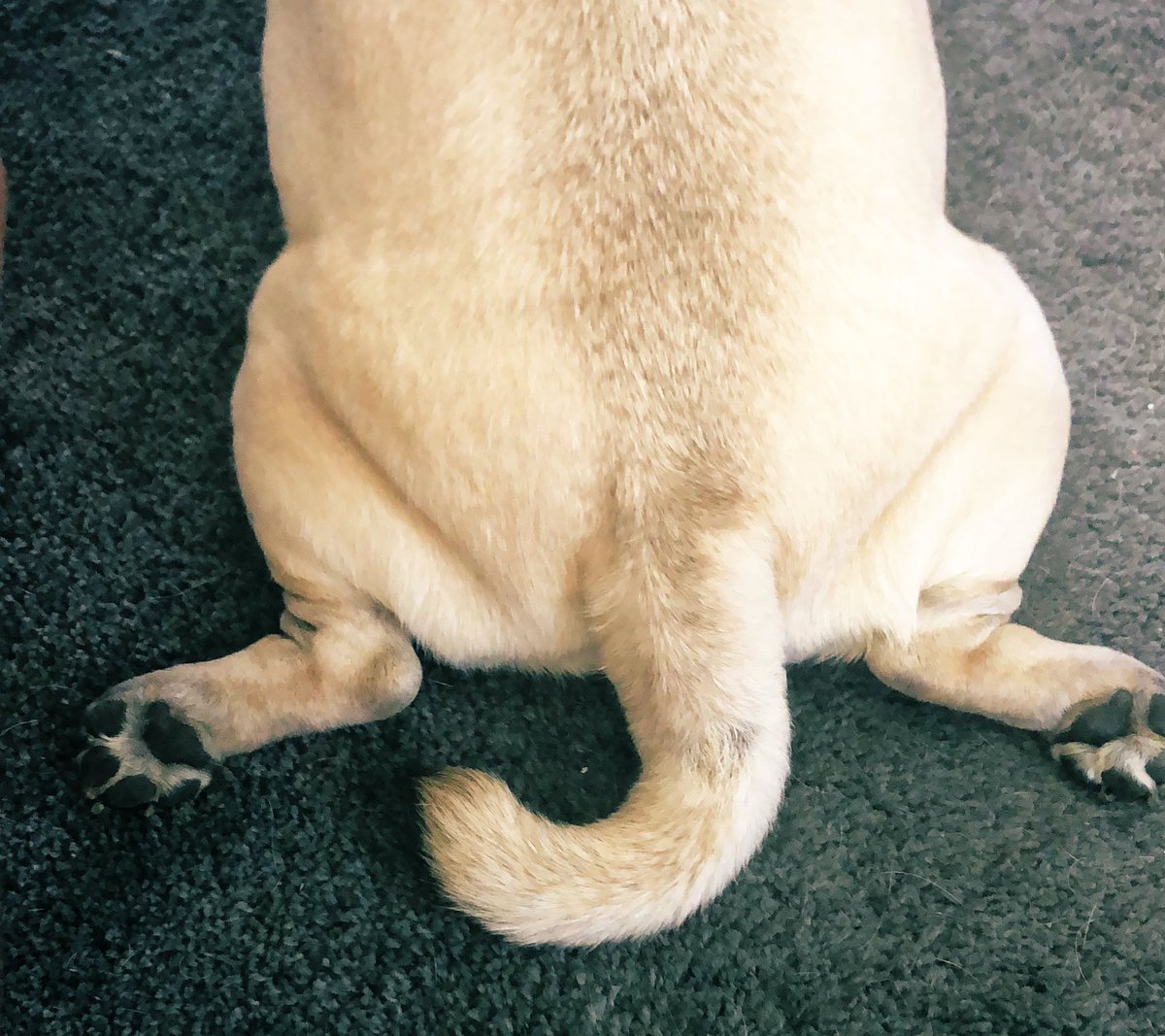 Sometimes I just want to be this relaxed.. 😌 #pugs