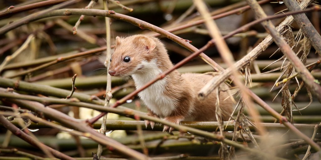 Mammal_Society's tweet photo. Today's #midweekmammal is a great snap of a weasel by Jo Angell and was shortlisted for our Mammal Photographer of the Year competition #mpoy2020
The #weasel, Mustela nivalis, is a small terrestrial carnivore that feeds mainly on small rodents and rabbits. https://t.co/LgRUiiFvYy