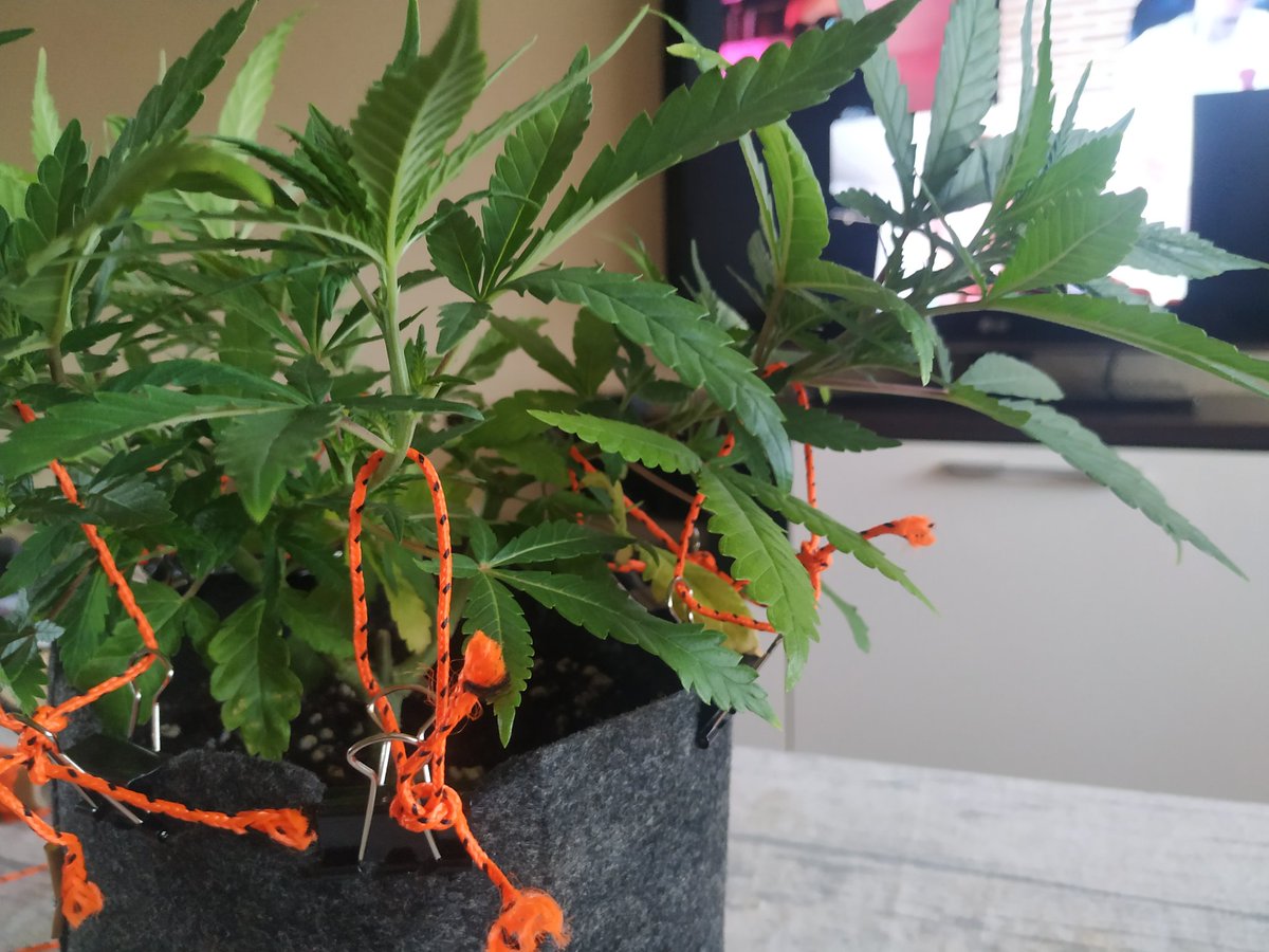 metabotropico's tweet photo. ¿Como soléis hacer #LST con las macetas textiles? Ayer vi una foto de una técnica y la verdad es que no queda nada mal. Rápido y sin dañar la tela 🤓 #autocultivo #cannabis https://t.co/9QU2TiD2vr