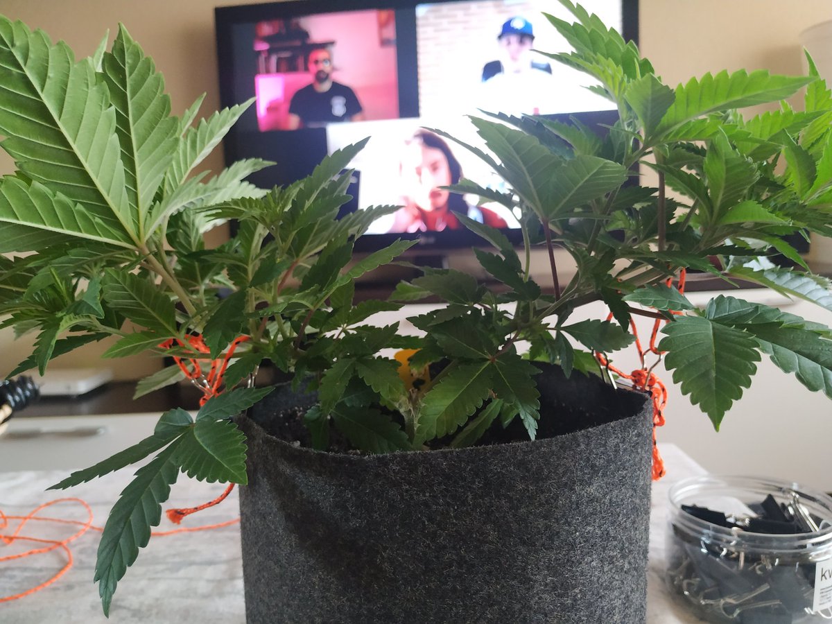 metabotropico's tweet photo. ¿Como soléis hacer #LST con las macetas textiles? Ayer vi una foto de una técnica y la verdad es que no queda nada mal. Rápido y sin dañar la tela 🤓 #autocultivo #cannabis https://t.co/9QU2TiD2vr