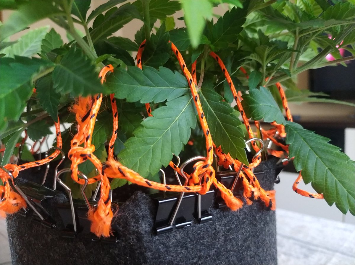 metabotropico's tweet photo. ¿Como soléis hacer #LST con las macetas textiles? Ayer vi una foto de una técnica y la verdad es que no queda nada mal. Rápido y sin dañar la tela 🤓 #autocultivo #cannabis https://t.co/9QU2TiD2vr