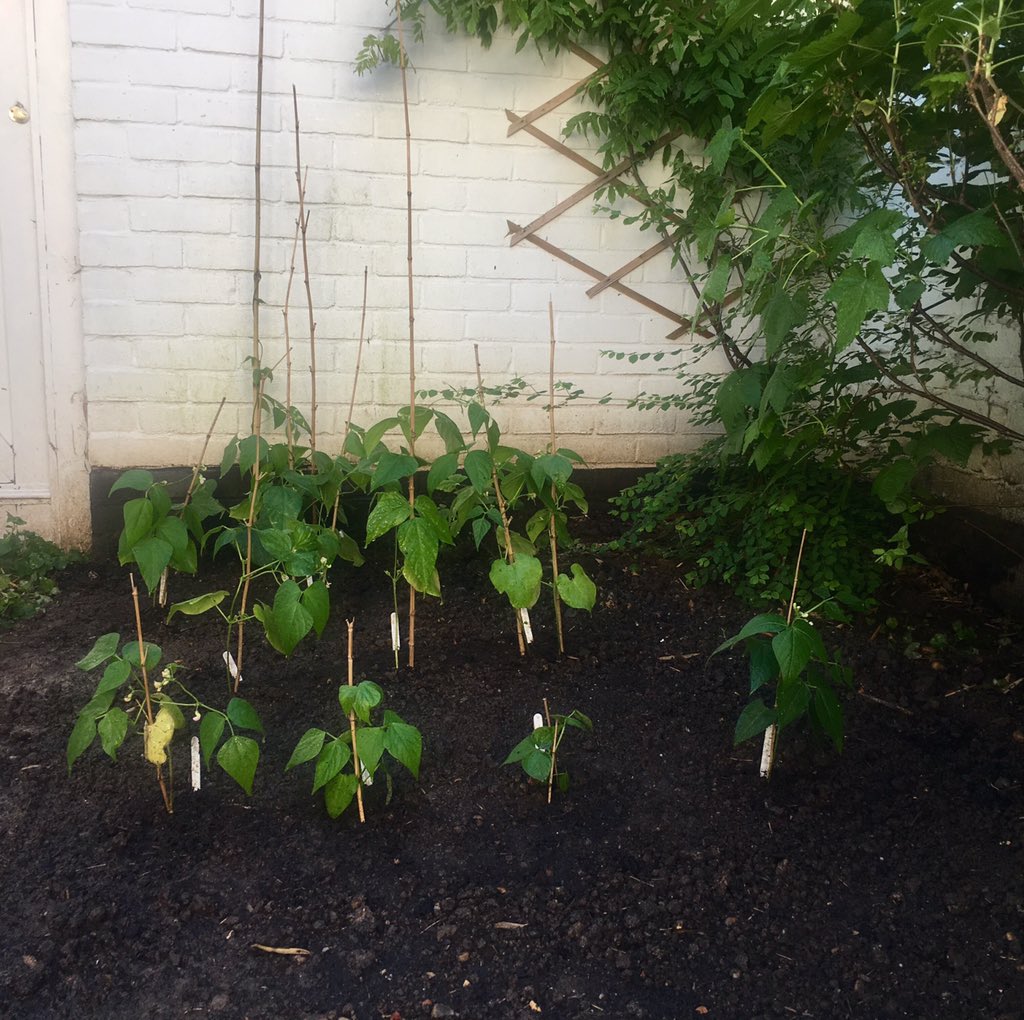 Dwarf beans are IN. Finally! Been nursing these babies from seed for six weeks and waiting for the day when they'd be ready to face the world on their own; I hope they're going to be okay... Bloody hell, I'm shattered now.