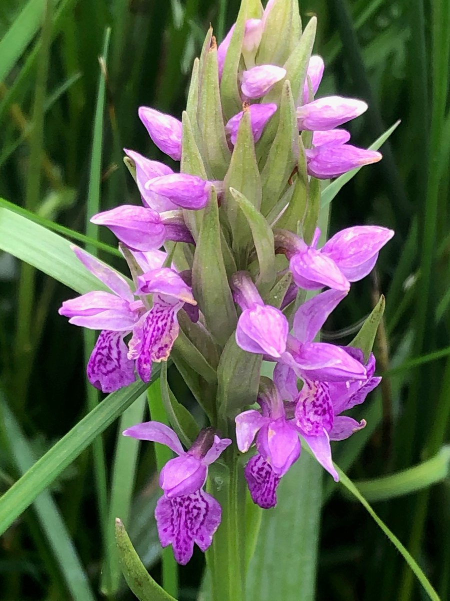 CastleconnellTT's tweet photo. 8 weeks of Wildflower Wednesdays. Dactylorhiza kerryensis, Irish Marsh Orchid  (Magairlin gaelach). Unique to Ireland. 
These 2 look different but we're told are the same species. @AnTaisce_Limk @LimerickEnviron @1mariewalsh @LiamLy @mrstidytowns @Limerick_Leader @BioDataCentre https://t.co/9gvsQZuSWp