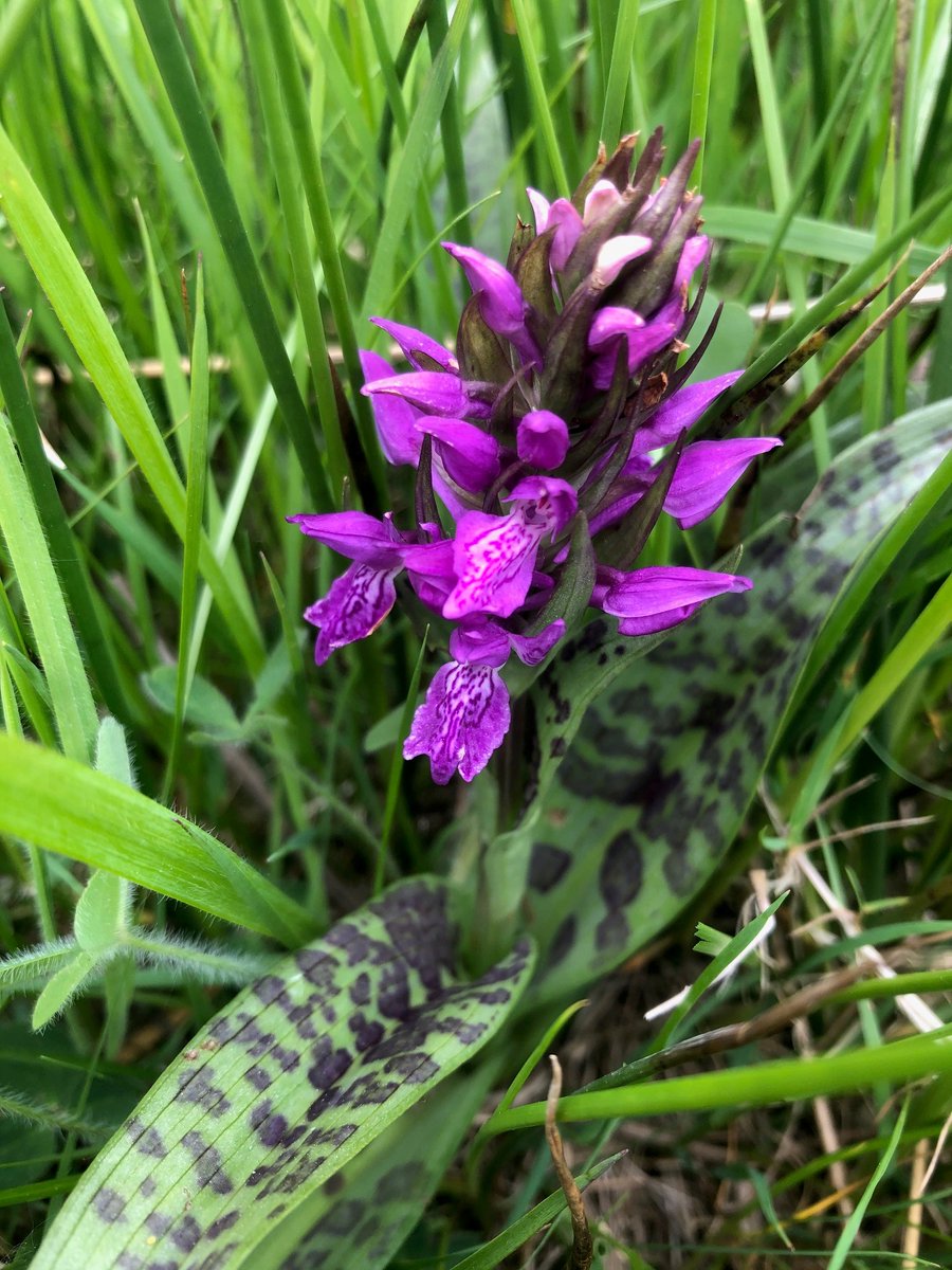 CastleconnellTT's tweet photo. 8 weeks of Wildflower Wednesdays. Dactylorhiza kerryensis, Irish Marsh Orchid  (Magairlin gaelach). Unique to Ireland. 
These 2 look different but we're told are the same species. @AnTaisce_Limk @LimerickEnviron @1mariewalsh @LiamLy @mrstidytowns @Limerick_Leader @BioDataCentre https://t.co/9gvsQZuSWp