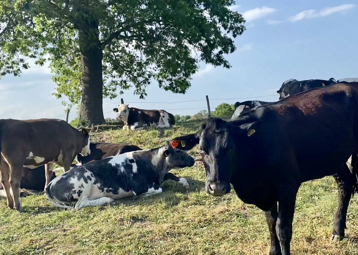 amyrose_ep's tweet photo. Lovely evening for a long walk in the final few days of the disputes team 260-mile challenge for the @TheRDHP - please help us to support this fantastic charity #TeamEP https://t.co/mOLEHEZkgP https://t.co/1tn0fM3QlP