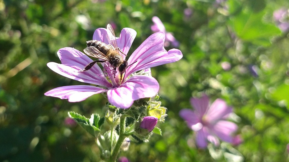 Des de Sant Just Desvern #VeigPolinitzadors sobre flors de malva. <a href="/CREAF_ecologia/">CREAF</a>