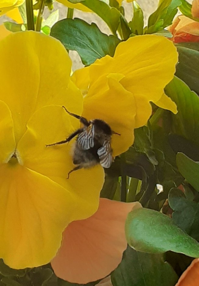 Sights you see when you're working from home. <a href="/LearningFields/">Learning Fields</a> <a href="/FriendsofLakes/">Friends of the Lake District</a>