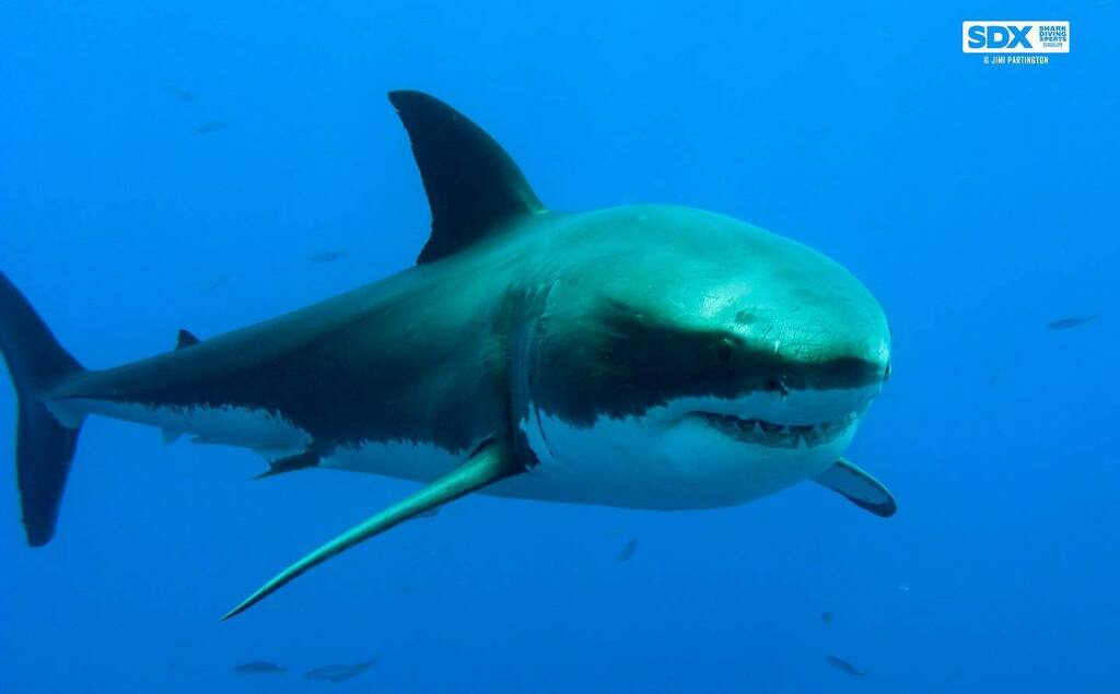 sharkxperts's tweet photo. Meet โDevinโ... @jimipartingtonsdx @sharkdivingxperts #jimipartington #sharkdiving #sharkdivingxperts #sharkcage #sharkcagediving #cage #shark #sharks #devin #jaws #greatwhiteshark #greatwhitesharks #marinescience #sdx #finsattached #savesharks #saveoursโฆ https://t.co/CVsgF55WZS https://t.co/btfu8IHuID