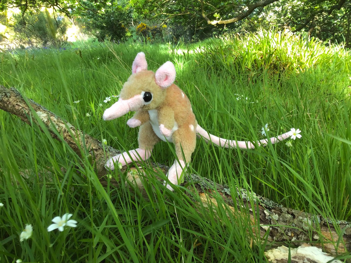 thylacereal's tweet photo. This leptictidium plush I made a few years back was in need of some editing, I really wasn’t satisfied with its body shape. It stands and sits better now, and feels slightly cuter! It also gained a handful of spots. https://t.co/48HNdTiInH
