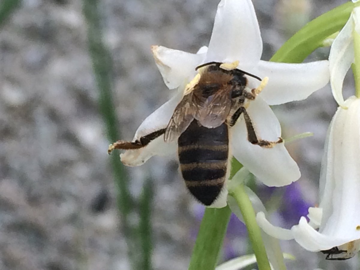 GaenerRodger's tweet photo. #WorldBeeDay2020 just starting my 3rd year as a novice Beekeeper. Honey Bees are complex creatures - so every day is a learning day! Today  I managed to get a few pics of my Bees out and about, enjoy! https://t.co/88ZxtLheJU