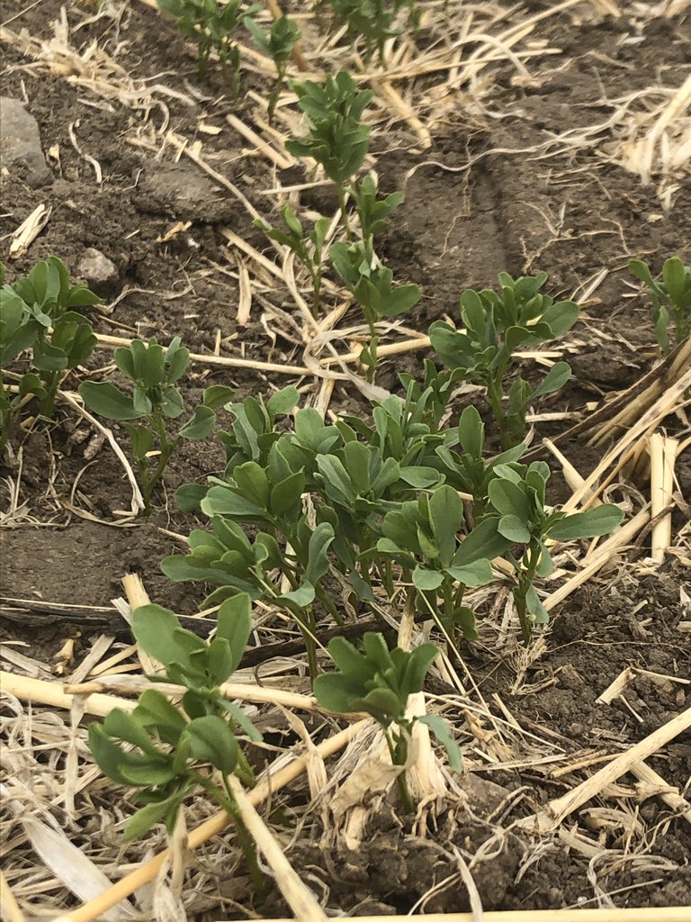 douggomex's tweet photo. Off to a great start, like the dirt coating the roots, healthy plants and nice stand. #omex #PDHGFarms https://t.co/tAB9LFusIt