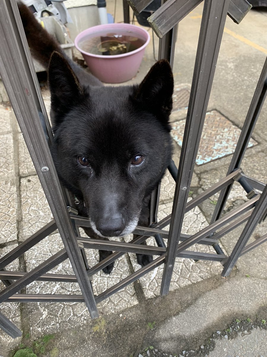 天弓号 イケメンすぎる四国犬 در توییتر 黒犬ーズ 四国犬 甲斐犬 天弓号 イケメンすぎる四国犬 در توییتر 黒犬ーズ 四国犬 甲斐犬