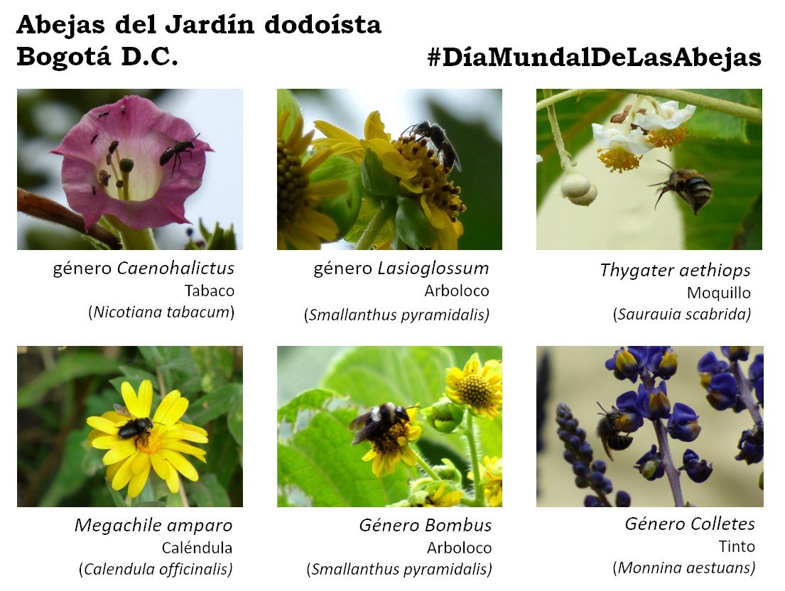 Feliz #DíaMundialDeLasAbejas #WorldBeeDay
Estas son las #AbejasNativas que visitan nuestro jardín, resultado de la siembra de flora nativa.
#BiodiversidadUrbana
#JardínDodoísta
#AbejasDelAltiplano #AbejasAltoandinas
#SOSabejas #SOSpolinizadores #WorldBeeDay2020