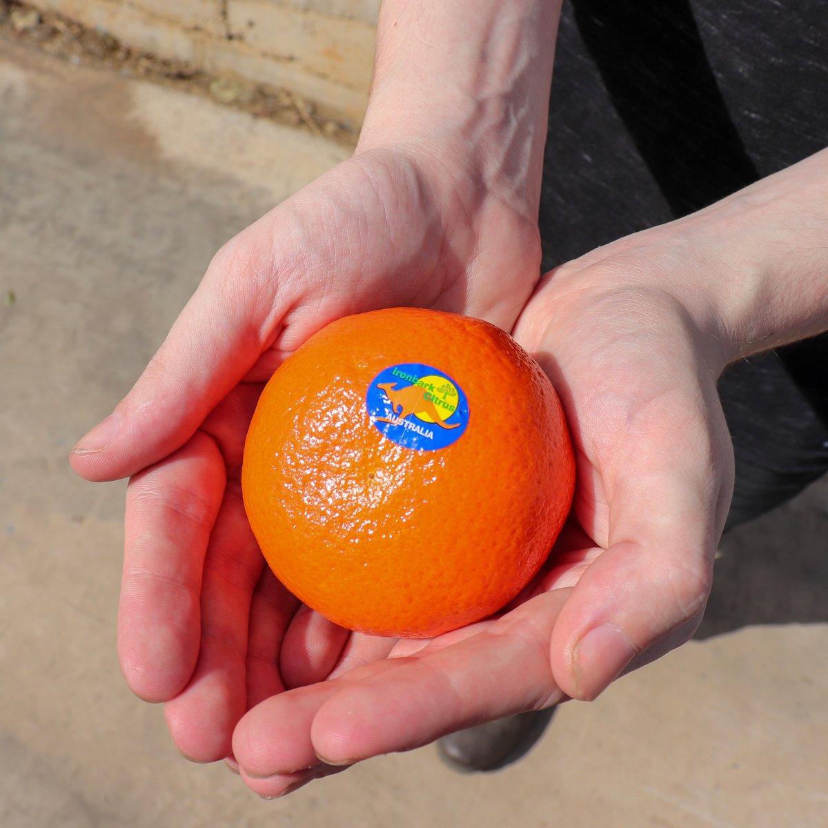 Ironbark Citrus tweet media