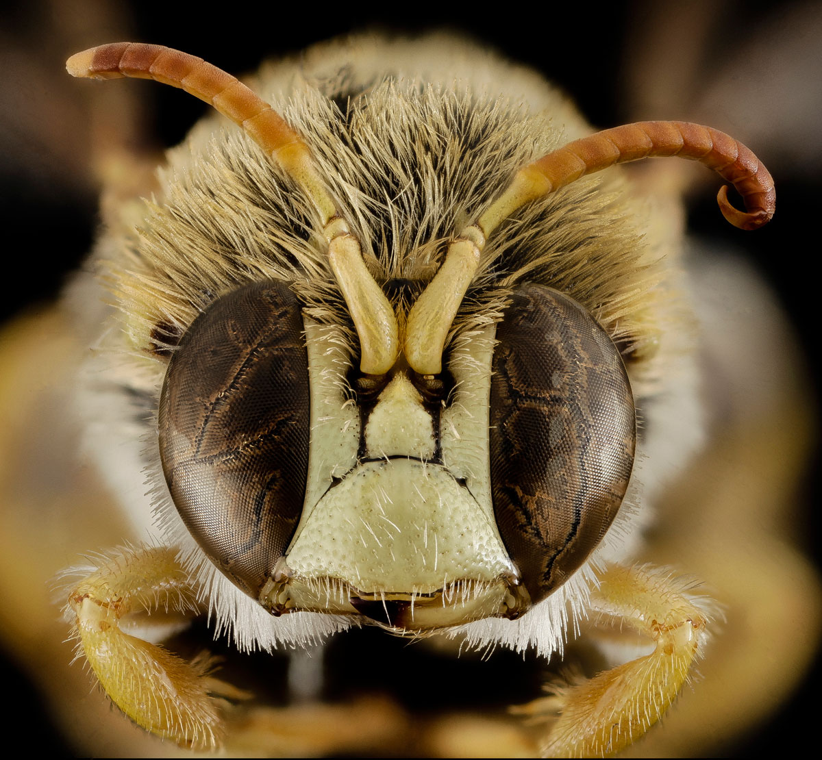 Além das células desse órgão (algumas espécies tem cerca de 300 delas), as abelhas também apresentam antenas mais especializadas para perceber vibrações no ar, contendo placas e pêlos sensoriais (alguns só aparecem em adultos) por toda a antena, ficando mais fácil de captar o som