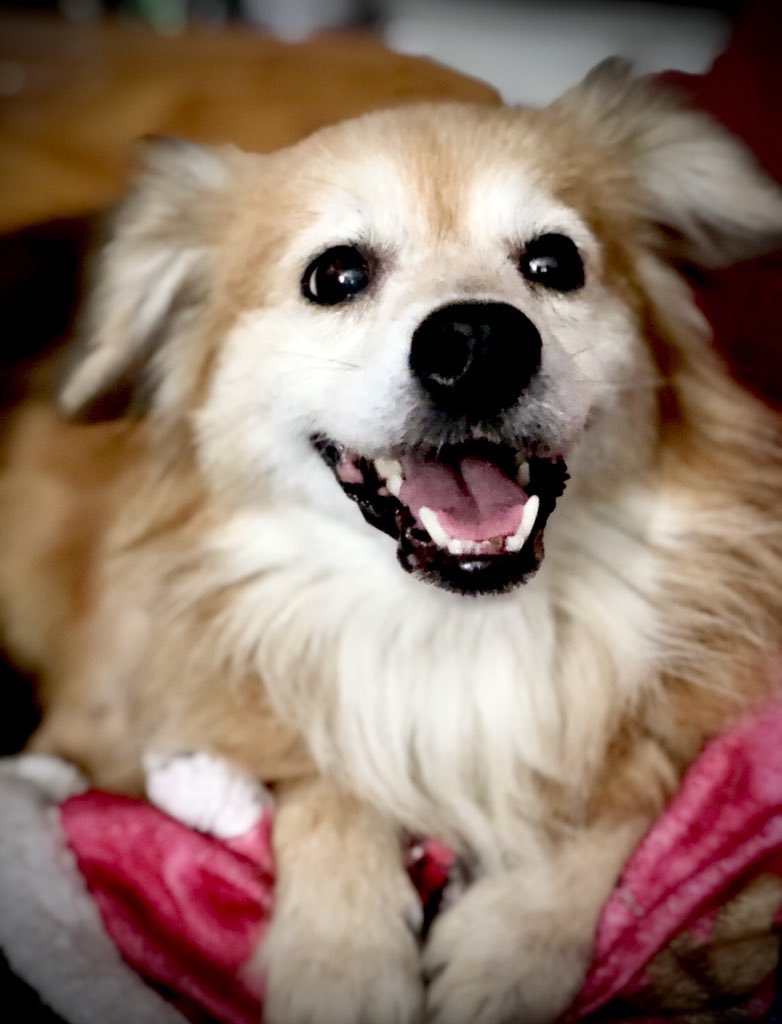 MissOzz45's tweet photo. Happy Rescue Dog Day
#RescueDogDay #rescuedog #ilovemydog https://t.co/b9OLwWIOnX