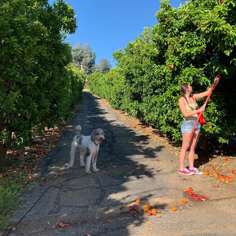 DarrowSchool's tweet photo. My Tio’s house has orange, lemon, and avocado trees that are ready to pick. Today, my family and I decided to help ourselves during a safe and fun outing at their house. Anyone need about 300 oranges #HandstoWork #DareTo #experientiallearning #handsonlearning #VoicesofDarrow https://t.co/p7COwFB8L3