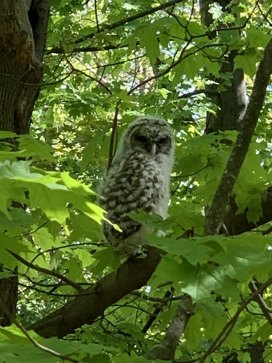 KandR_Landscape's tweet photo. We were clearing some nature paths today and spotted this baby barred owl #barredowl #naturepaths #kandrlandscape https://t.co/MBPe9rTJM3
