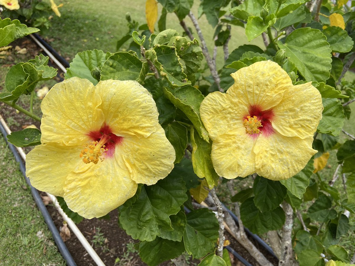 Happy Wednesday! 📷: <a href="/thedailydish/">Catherine Toth Fox</a> #havealohawilltravel