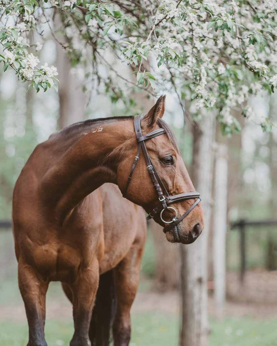 Is there anything prettier than standardbred?! We don't think so.😁 Silver Sunset enjoying his retirement as a dressage horse in training. #harnessracing #MIProud

📷 Renae Mona Photography 
renaemonaphotography.com