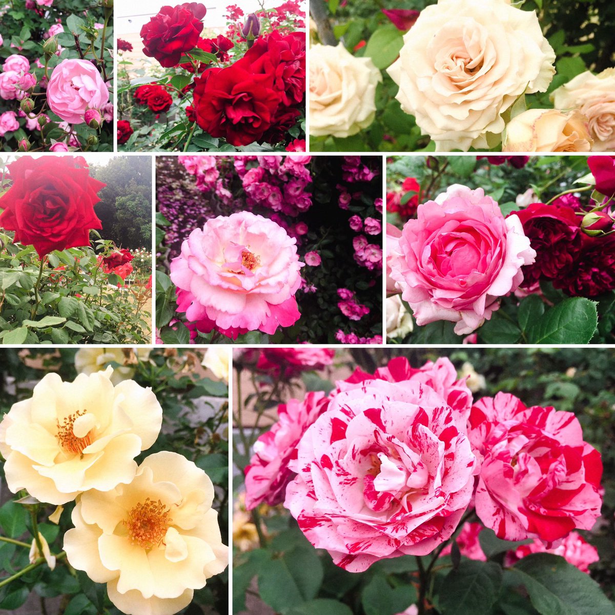 杏 わーーーー 綺麗 ありがとうございます うちの庭のバラは赤と ピンクもすこしあるかな すごーい 私も薔薇園いこうかな