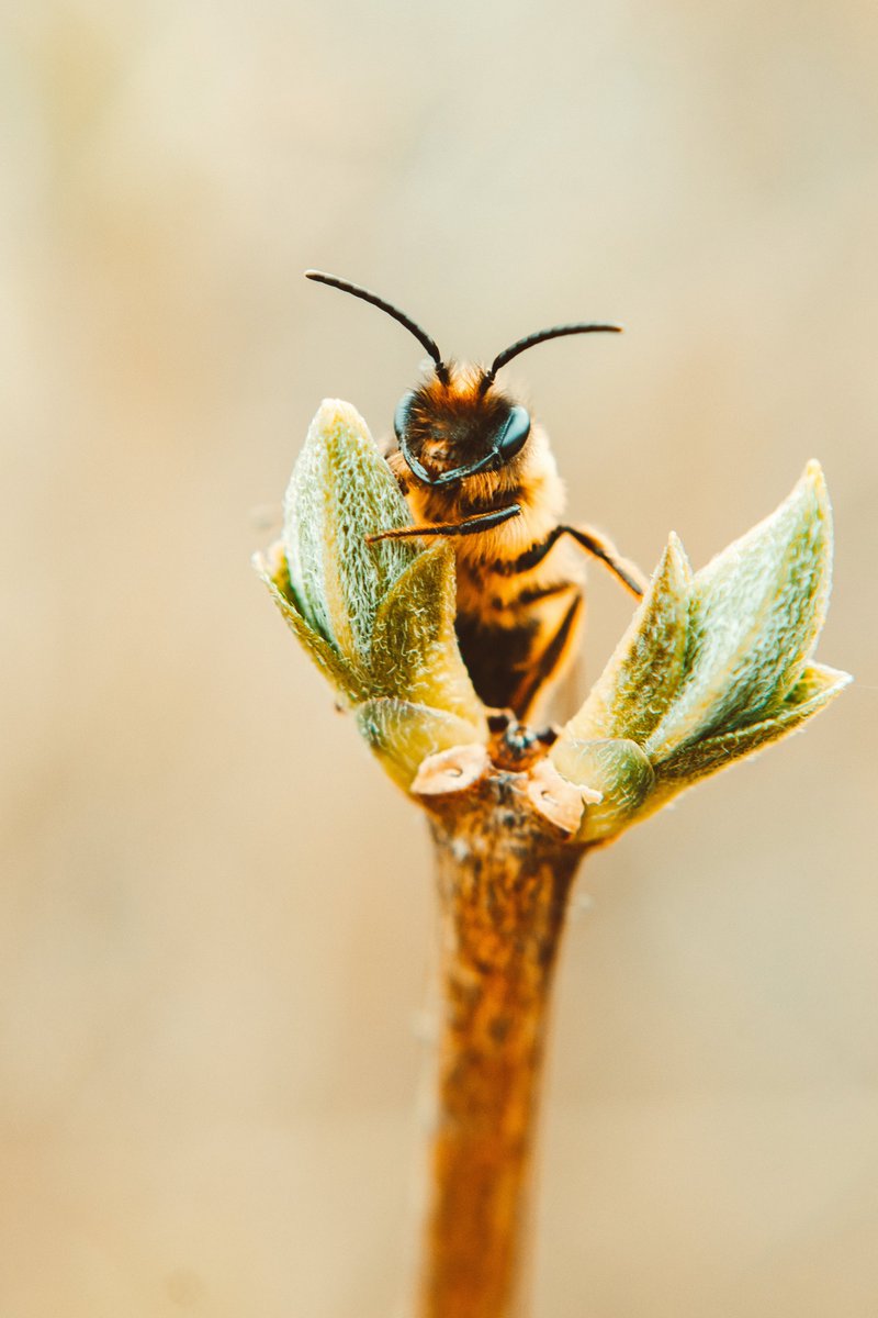 E não somos apenas nós, seres humanos, que abelhas são capazes de ouvir não! Em alguns estudos comprovaram a capacidade de reação de abelhas em relação ao som de predadores, as sociais agem em forma de ataque para proteção e as solitárias costumam se esconder!