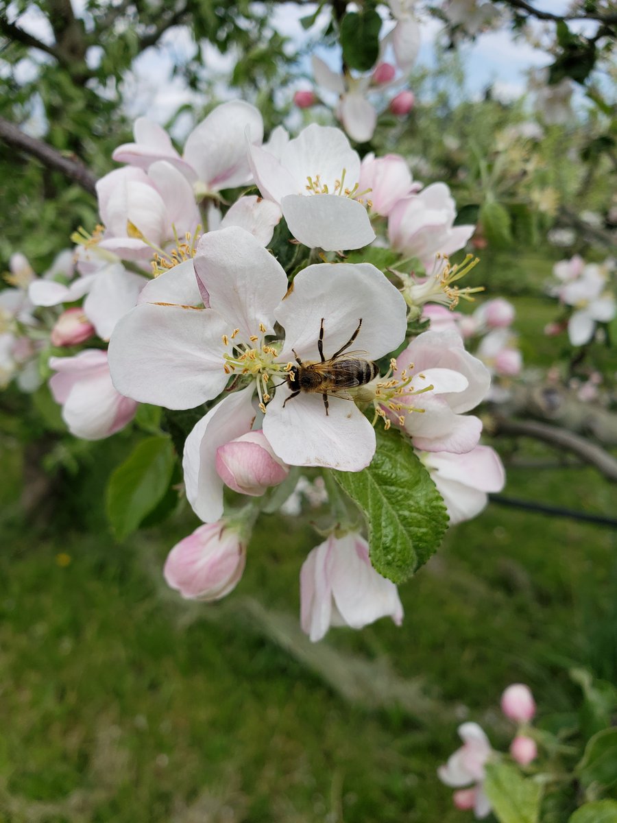 BridgesProduce's tweet image. Happy #WorldBeeDay!  There are over 16,000 known species of bees and 35% of the world’s food crops depend on animal #pollinators to reproduce. #ProtecttheBees