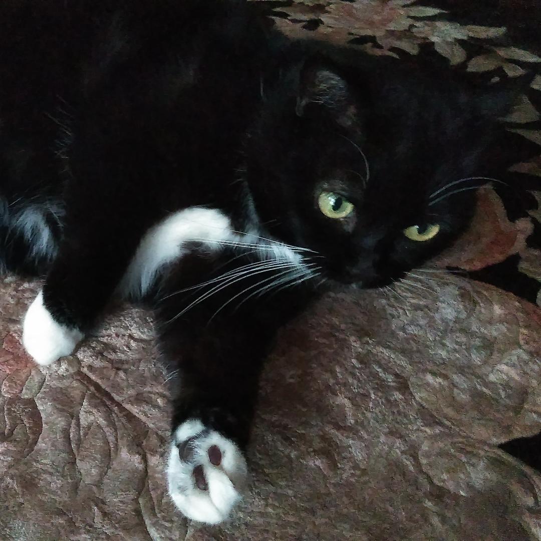 クロクマル クロちゃんとクマルちゃん お二方ともオレンジの残すなぁ 猫ごはん 猫のいる暮らし おうち時間